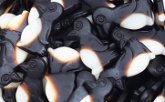 Pinguine